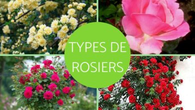 أنواع شجيرات الورد 29 أنواع شجيرات الورد