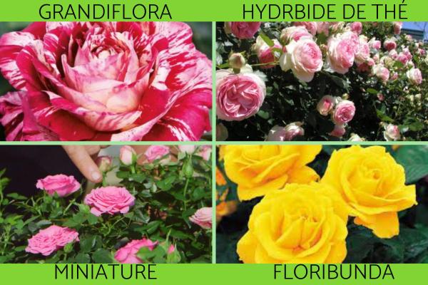 أنواع شجيرات الورد 2 أنواع شجيرات الورد - أنواع شجيرات الورد الحديثة