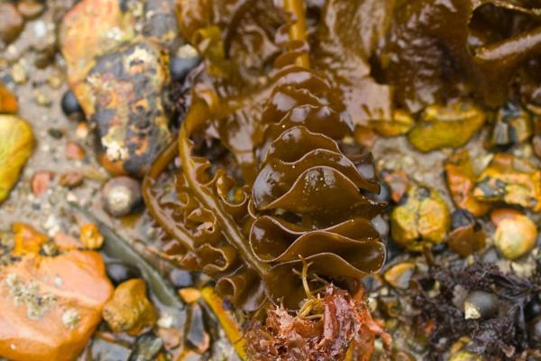 طحالب الواكامي - Undaria pinnatifida